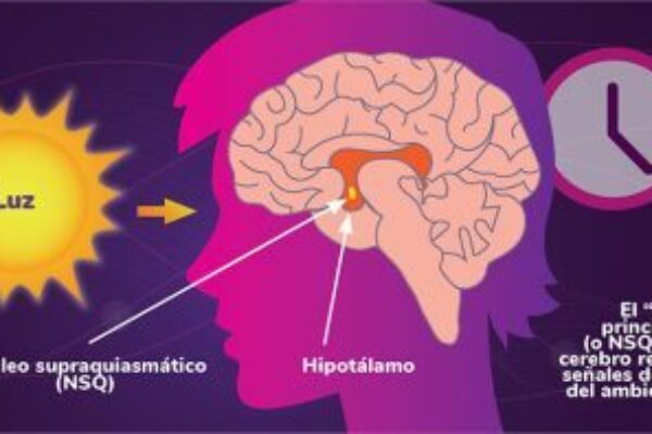 circadian-hypothalamus-spanish
