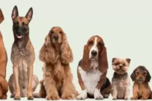 perros